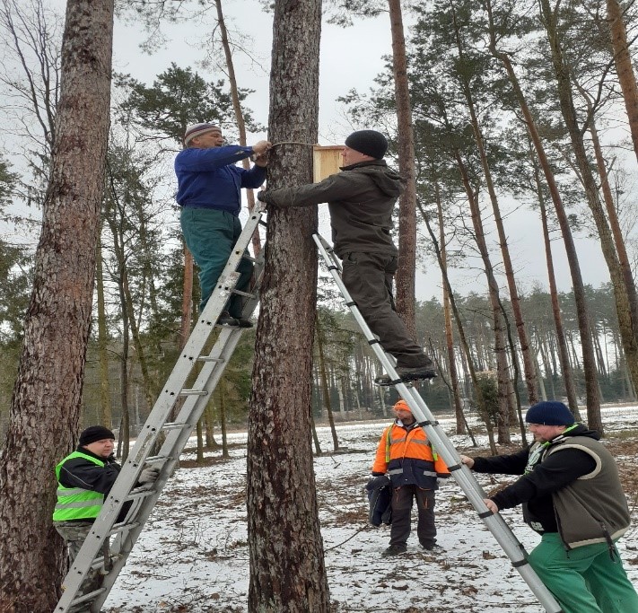 zdjęcie: ludzie w lesie, stoją na drabinach, mocują budki lęgowe do drzew. Zima, śnieg.